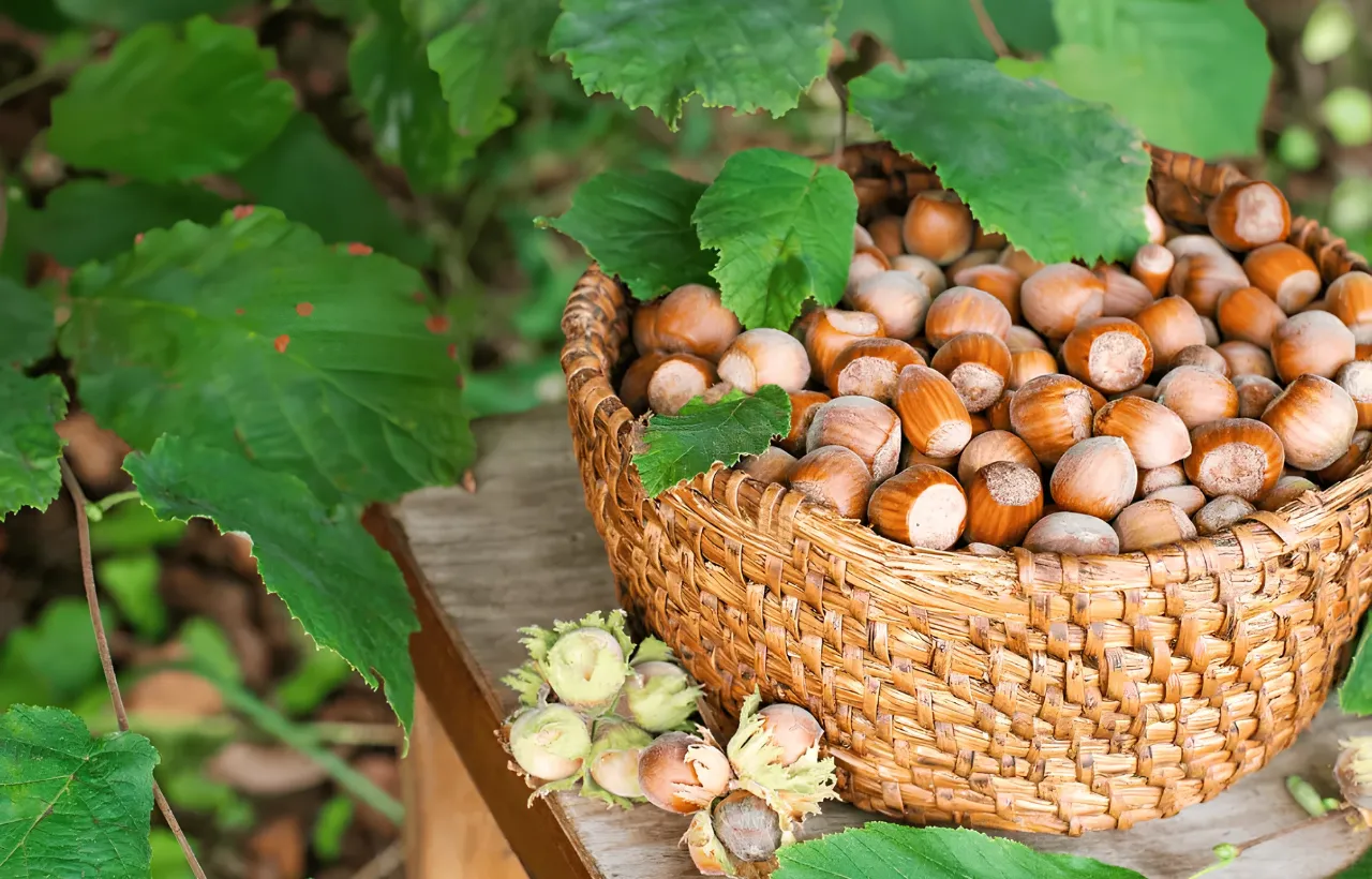 History of Hazelnut